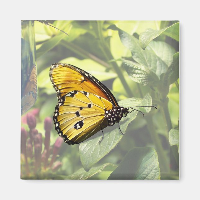 Plain Tiger Butterfly Magnet (Front)