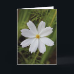Plain White Beauty Card<br><div class="desc">Plain yet beautiful white flower from my flower garden.</div>