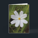 Plain White Beauty Card<br><div class="desc">Plain yet beautiful white flower from my flower garden.</div>
