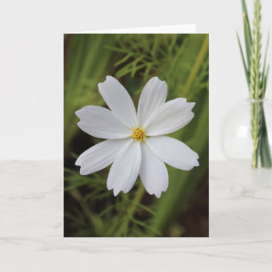 Plain White Beauty Card
