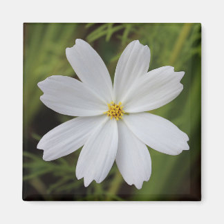 Plain White Beauty Magnet