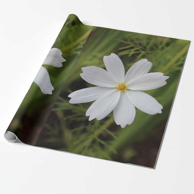 Plain White Beauty Wrapping Paper (Unrolled)
