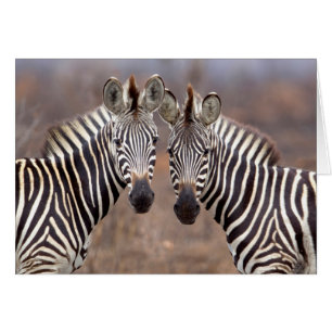 Plain Zebras, Kruger National Park