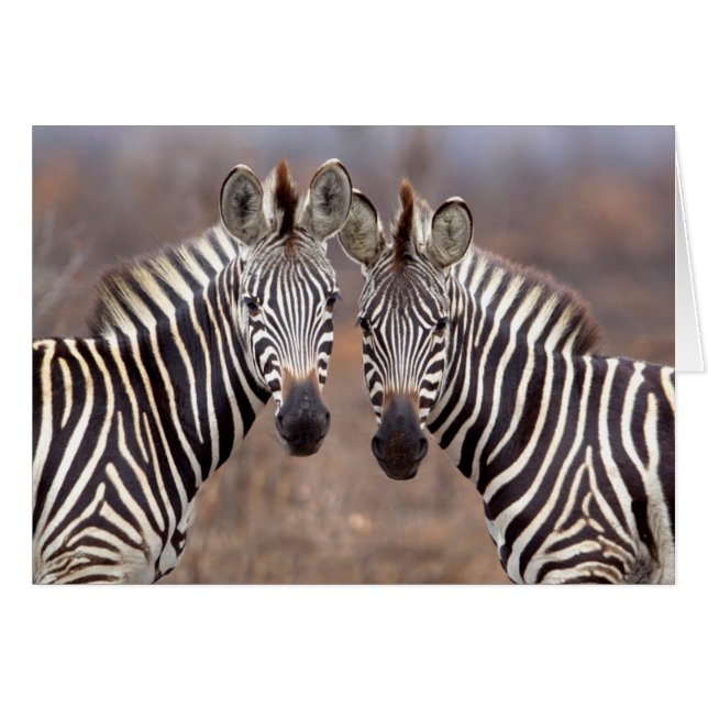 Plain Zebras, Kruger National Park (Front Horizontal)