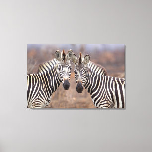 Plain Zebras, Kruger National Park Canvas Print
