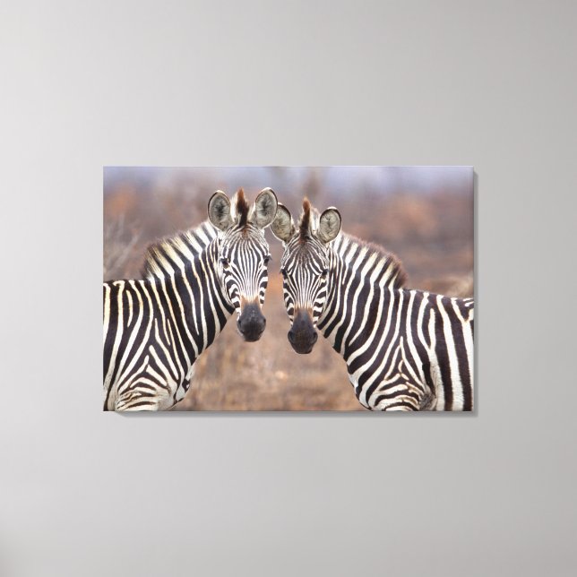 Plain Zebras, Kruger National Park Canvas Print (Front)