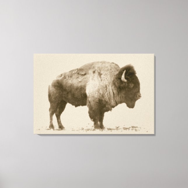 Plains Bison Canvas Print (Front)