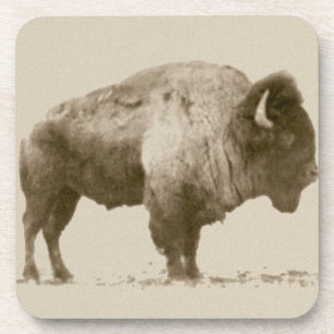 Plains Bison Coaster