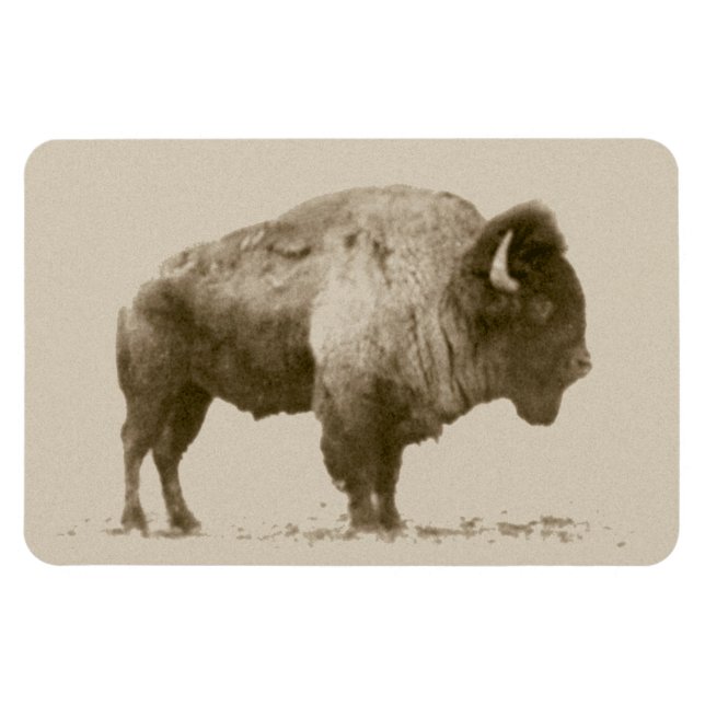 Plains Bison Magnet (Horizontal)