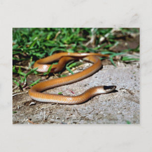 Plains Black-headed Snake Postcard