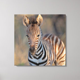 Plains zebra (Equus quagga) foal, Mkhuze Game Canvas Print