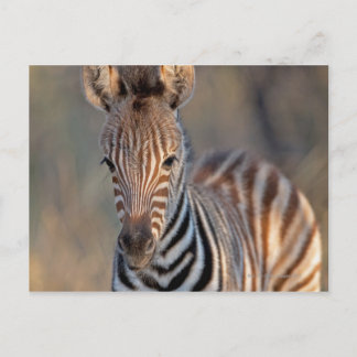Plains zebra (Equus quagga) foal, Mkhuze Game Postcard