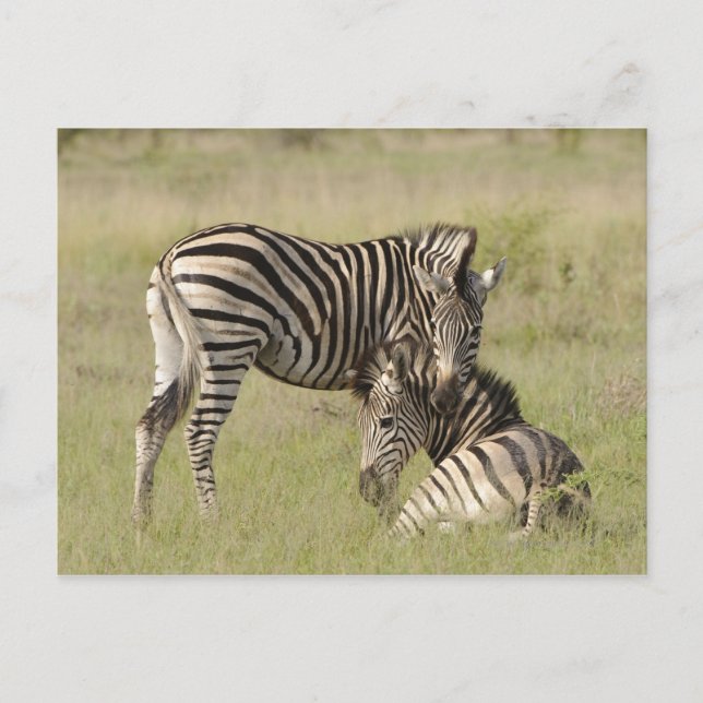 Plains Zebra (Equus quagga) pair resting on Postcard (Front)