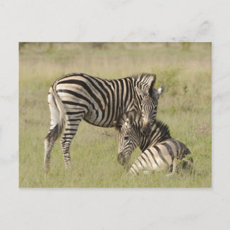 Plains Zebra (Equus quagga) pair resting on Postcard