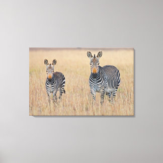 Plains zebra (Equus quagga) with foal in Canvas Print