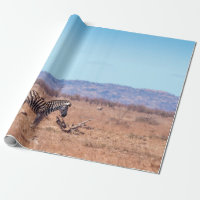 Plains zebra in Kruger National park, South Africa