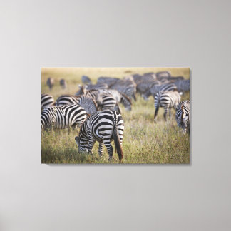 Plains Zebras on migration, Equus quagga, Canvas Print