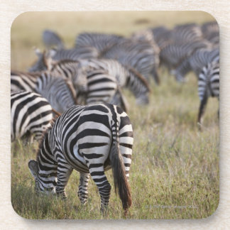 Plains Zebras on migration, Equus quagga, Coaster
