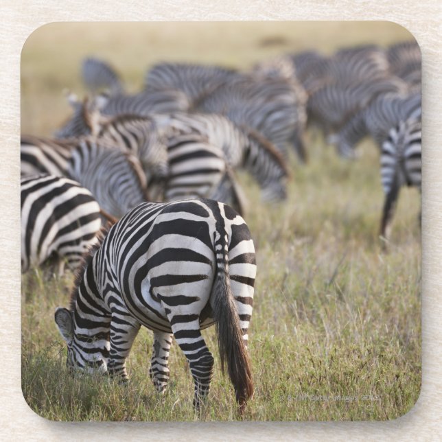 Plains Zebras on migration, Equus quagga, Coaster (Front)