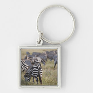 Plains Zebras on migration, Equus quagga, Key Ring