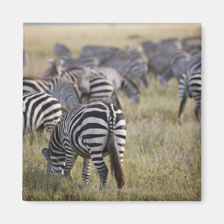 Plains Zebras on migration, Equus quagga, Magnet