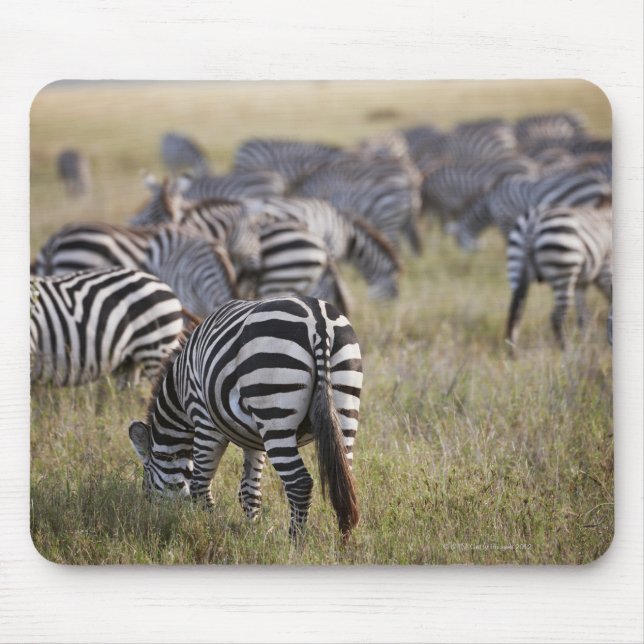 Plains Zebras on migration, Equus quagga, Mouse Pad (Front)