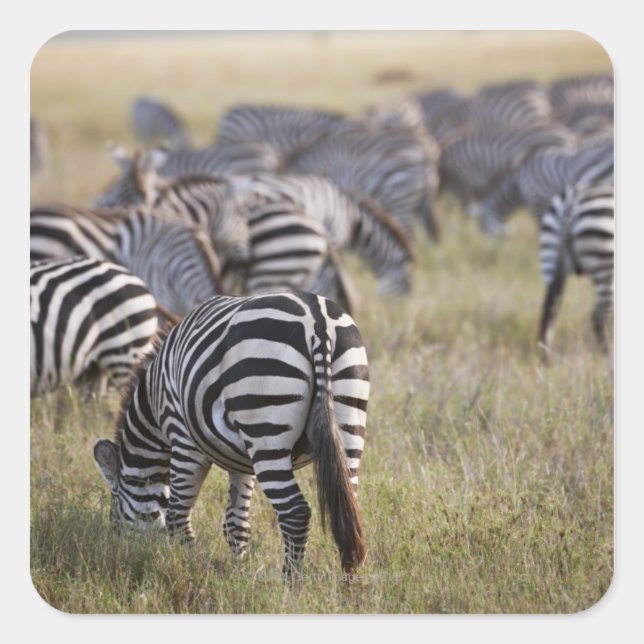 Plains Zebras on migration, Equus quagga, Square Sticker (Front)