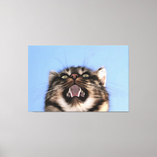 Plaintive Meow Of A Tabby Cat Acrylic Painting Canvas Print