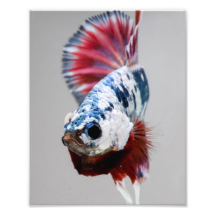 Plakat Betta Fish Photo Print