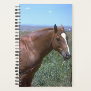 Planner Horse Photo Equine Horse Pasture Scene