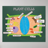 Plant Cells *UPDATED*