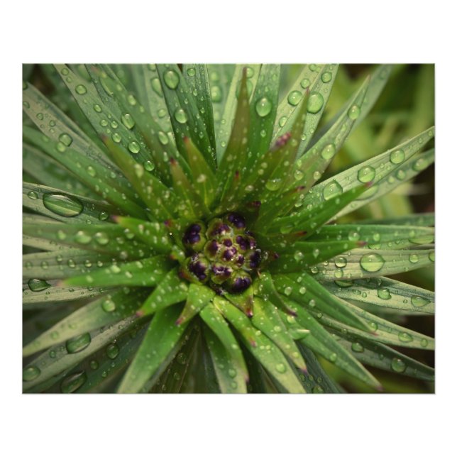 Plant Close Up Photo Print (Front)