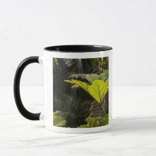 Plant detail at a botanical garden, Ecuador Mug