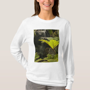 Plant detail at a botanical garden, Ecuador T-Shirt