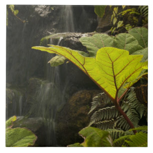 Plant detail at a botanical garden, Ecuador Tile