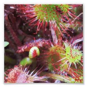 Plant Drosera rotundifolia Photo Print