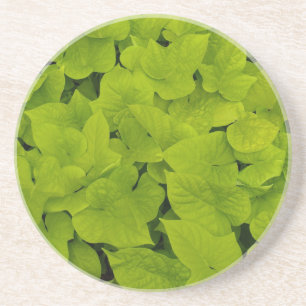Plant/Flower Series---Sweet Potato Vine Coaster