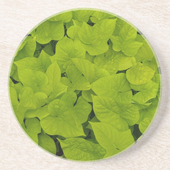 Plant/Flower Series---Sweet Potato Vine Coaster (Front)