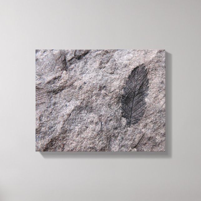 Plant Fossil 350 million Yr. Old Photo Print (Front)