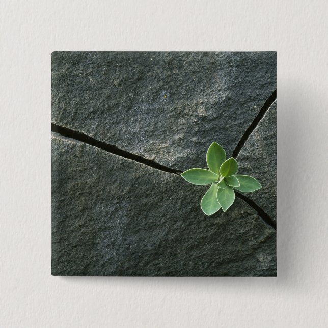 Plant Growing in Cracked Boulder 15 Cm Square Badge (Front)