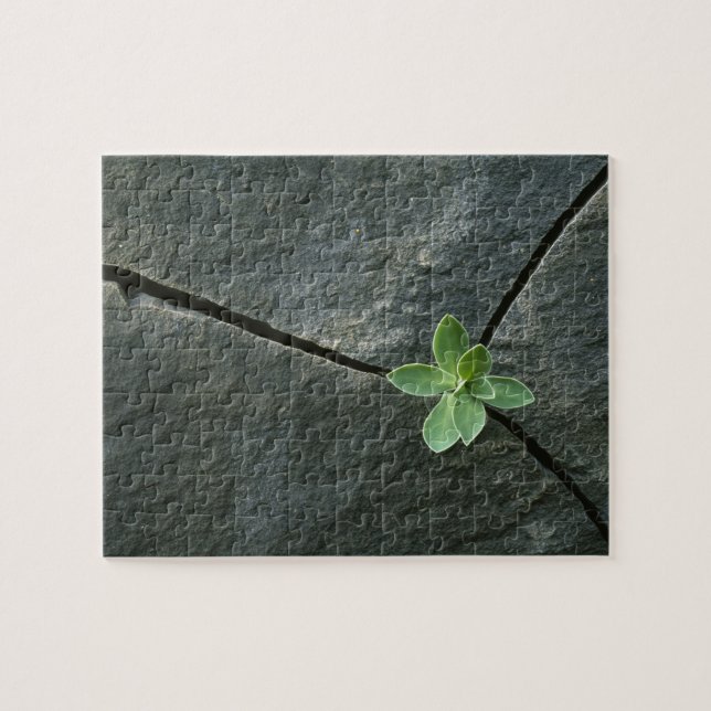 Plant Growing in Cracked Boulder Jigsaw Puzzle (Horizontal)
