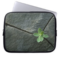 Plant Growing in Cracked Boulder
