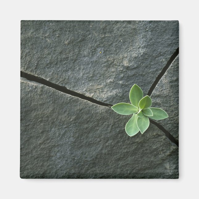 Plant Growing in Cracked Boulder Magnet (Front)