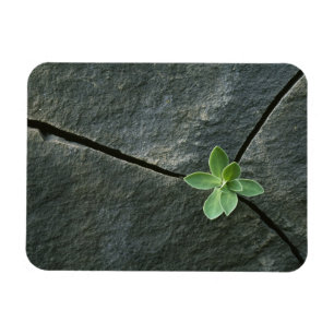 Plant Growing in Cracked Boulder Magnet
