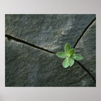 Plant Growing in Cracked Boulder
