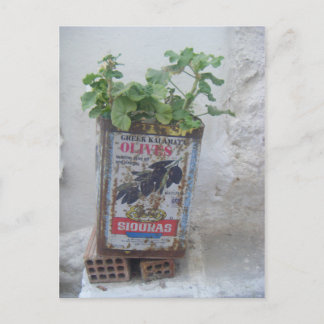 Plant Growing in Olive Tin, Naxos, Greece Postcard