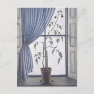 Plant in Window 2003 Postcard