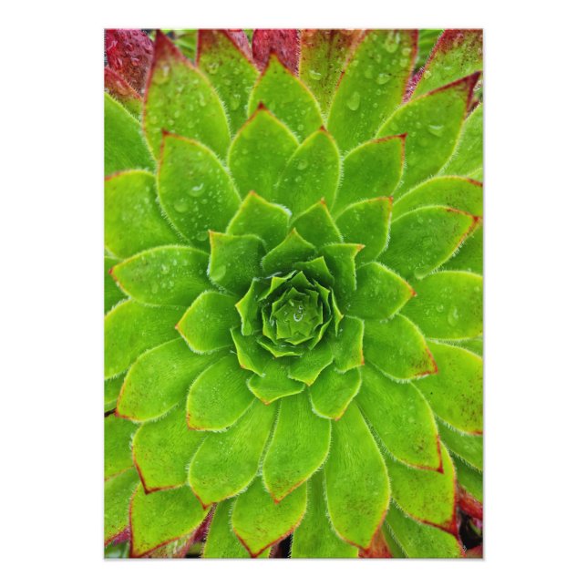 Plant Lover Aeonium Magic Photo Print (Front)