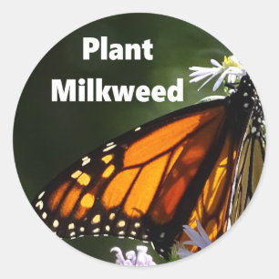 Plant Milkweed Classic Round Sticker