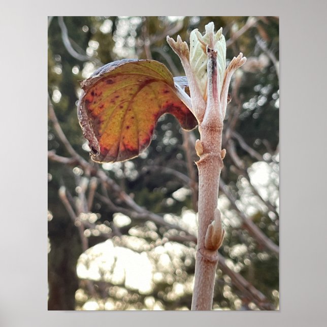 Plant Photo Poster (Front)